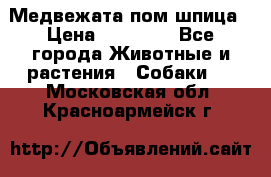 Медвежата пом шпица › Цена ­ 40 000 - Все города Животные и растения » Собаки   . Московская обл.,Красноармейск г.